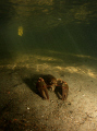   Noble crayfish river  